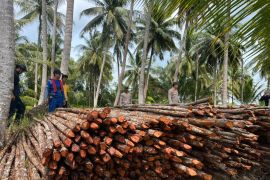 Polres Lingga tetapkan 6 tersangka pembalakan kayu bakau