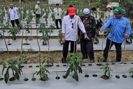 Kalsel kemarin dari  mutu benih lokal hingga stabilitas pangan