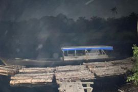 Polres Bengkalis ungkap penebangan liar kayu mahang setara 8 truk