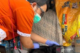 KPKP Jakut vaksin 85 hewan penular rabies di Muara Angke