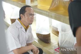 Bangka Tengah jadi pusat pembenihan udang vaname di Babel