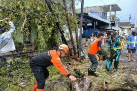 BPBD Malang ingatkan masyarakat waspadai potensi pohon tumbang