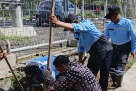 DLH Kota Malang tanam pohon tabebuya kembalikan fungsi RTH