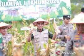 Wali Kota Solok Hadiri Panen Jagung Serentak Dukung Ketahanan Pangan