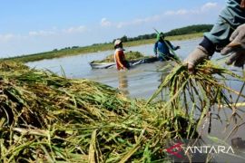 Bulog Karawang serap gabah 2.500 ton/hari sepanjang  Januari 2026