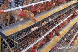 Pelaku usaha di Babel tambah pasokan 34,6 ton telur ayam ras