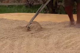 Bulog Papua serap 21.876 ton beras petani Merauke sepanjang 2025