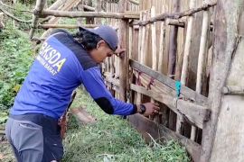 Harimau terkam ternak di Tahun Baru, BKSDA Sumbar turun lapangan