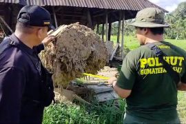 Kemenhut lakukan pendataan kayu yang hanyut di lokasi bencana di Agam