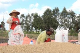 Musim panen tiba, Bulog Kalteng mulai serap gabah dan beras petani