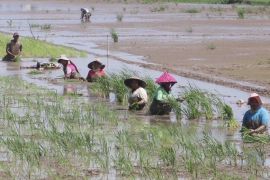 Petani di Aceh Utara kembali menanam padi pascabencana banjir