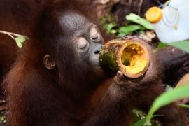 Pulau Kaja, tempat orang utan belajar kembali ke alam