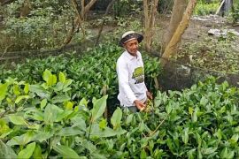 Ribuan bibit mangrove  budi daya nelayan Surabaya siap didistribusikan