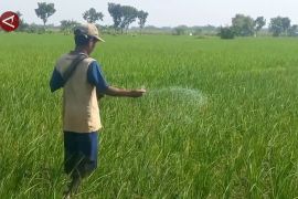 Alokasi pupuk terbatas, petani Ngawi diimbau kombinasikan