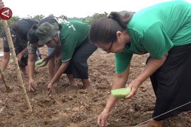 BRMP siapkan 586 penyuluh pertanian untuk damping petani di Maluku