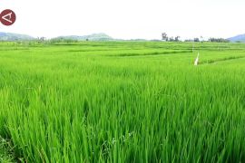 Optimalisasi lahan pacu produksi pangan di Kaltim dan NTB