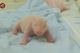 Panda lahir di Bogor, tonggak konservasi & perkuat diplomasi RI-China