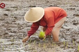 Pemkab Temanggung dukung ketahanan pangan melalui tanam padi dua musim