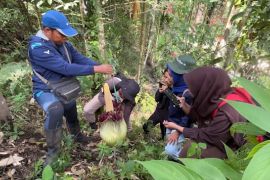 BKSDA kembali temukan Amorphophallus mekar di Cagar Alam Palupuh