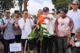 Wujudkan swasembada cokelat, pemerintah dorong perkebunan kakao rakyat