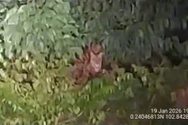 Upaya BBKSDA Riau giring harimau jauhi permukiman warga