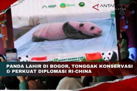 Panda lahir di Bogor, tonggak konservasi & perkuat diplomasi RI-China