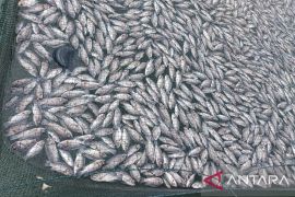 1.428,73 ton ikan keramba jaring apung Danau Maninjau mati selama 2025