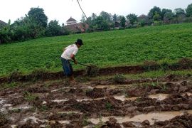 Petani di Menes Pandeglang mulai tanam ubi jalar