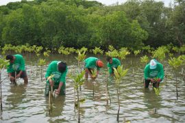 Kelurahan Tekolabbua jadi kawasan konservasi mangrove di Pangkep