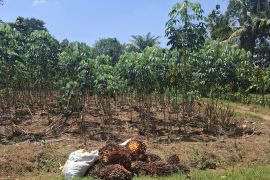 Lampung kembangkan pengelolaan bioetanol melalui "multifeedstock" komoditas lokal