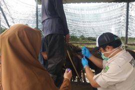DKPP Batam ajukan permohonan 1.200 dosis vaksin PMK sapi kurban tahun 2026
