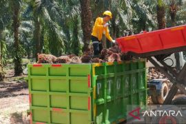 Kemendag: Permintaan Imlek dan Ramadhan dongkrak harga CPO Februari