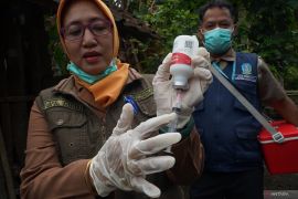 Trenggalek gencarkan vaksinasi PMK usai terima 12 ribu dosis