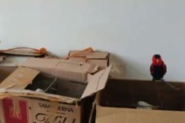 Langgar UU Konservasi, BKSDA Maluku amankan 13 burung dilindungi di Pelabuhan Sesar Bula