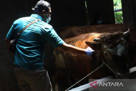 Pemkot Malang distribusikan 1.000 dosis vaksin guna cegah PMK