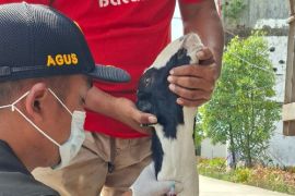 Barantin Jambi perketat pengawasan lalu lintas hewan ternak