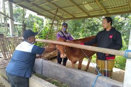 Disnak Tulungagung identifikasi 59 ekor ternak terpapar PMK