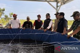 Pemkab Lamongan tingkatkan produksi lele dukung Program MBG
