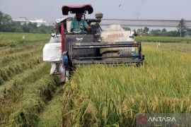 Kepala Bapanas buka peluang ekspor usai serapan beras naik 700 persen