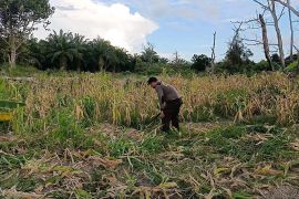 Polda Kaltara Merawat Lahan Pertanian Dukung Program Ketahanan Pangan