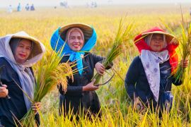 Kepala Bapanas buka peluang ekspor usai serapan beras naik 700 persen