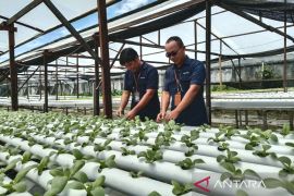 SATP Timika terapkan pembelajaran sains berbasis edupreneur hidroponik
