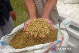 Bulog Sumut serap 1.117 ton gabah petani pada Januari 2026