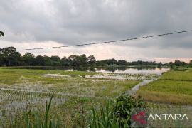 2.175 ha sawah terdampak banjir di Serang bakal dapat bantuan benih