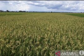 Kaltim berhasil produksi 270 ribu ton gabah kering pada tahun 2025