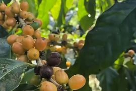 Pemkab Banyuwangi dorong penguatan budidaya kopi arabika premium