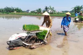 Poktan Probolinggo percepat tanam padi dukung swasembada pangan