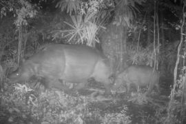 Rare Javan Rhino calf recorded in Ujung Kulon National Park