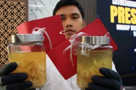 Sebanyak 85.750 benih lobster senilai Rp4,3 miliar gagal diselundupkan ke Singapura