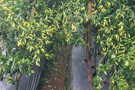 Cuaca ekstrem dan hujan intensitas tinggi picu gejolak harga cabai rawit merah di Banjarnegara